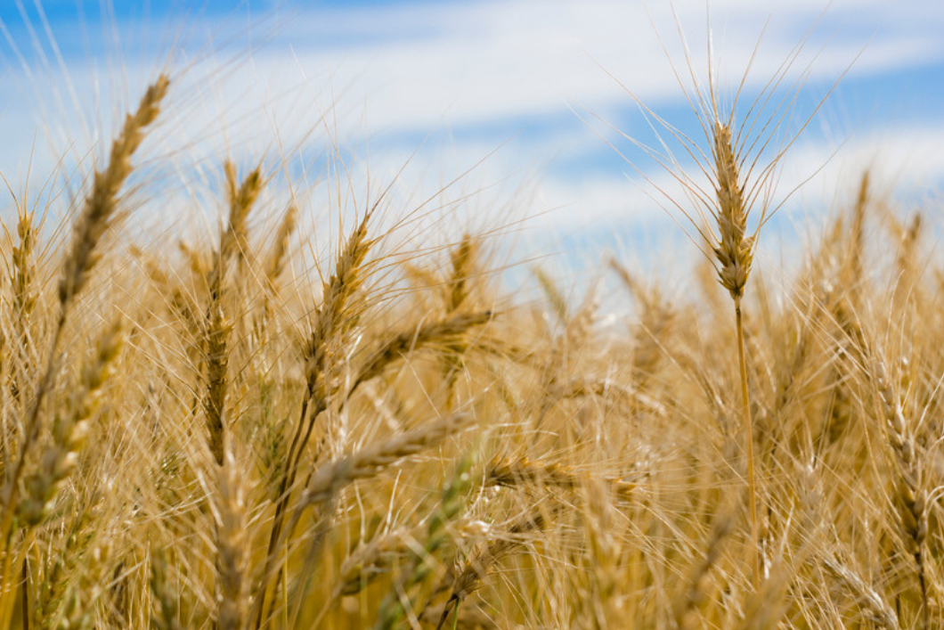 Getreidefeld symbolisiert Ballaststoffe