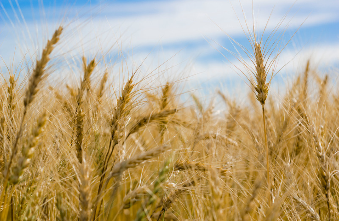 Getreidefeld symbolisiert Ballaststoffe
