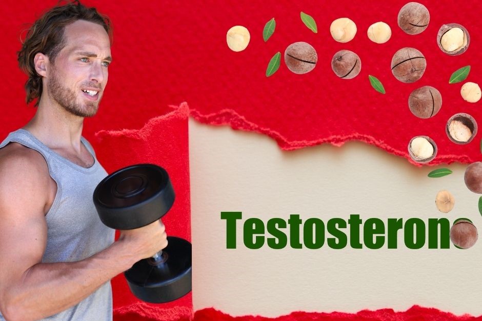 Testosteronspiegel steigern durch Hausmittel dargestellt von sportlichem Mann mit Hantel, Nüssen und dem Wort Testosteron