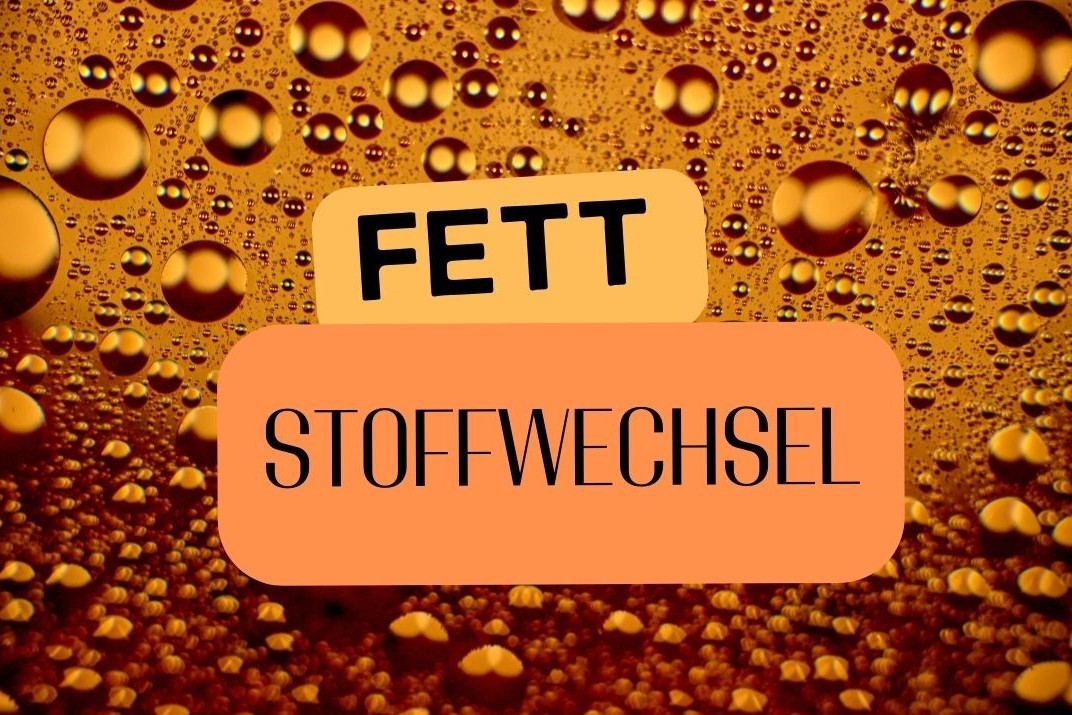 Fettstoffwechsel Kollage mit Fettgewebe und Text